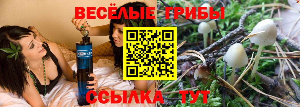 Псилоцибиновые грибы Psilocybine cubensis Нальчик